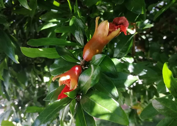 Vendégház Royalheronhouse