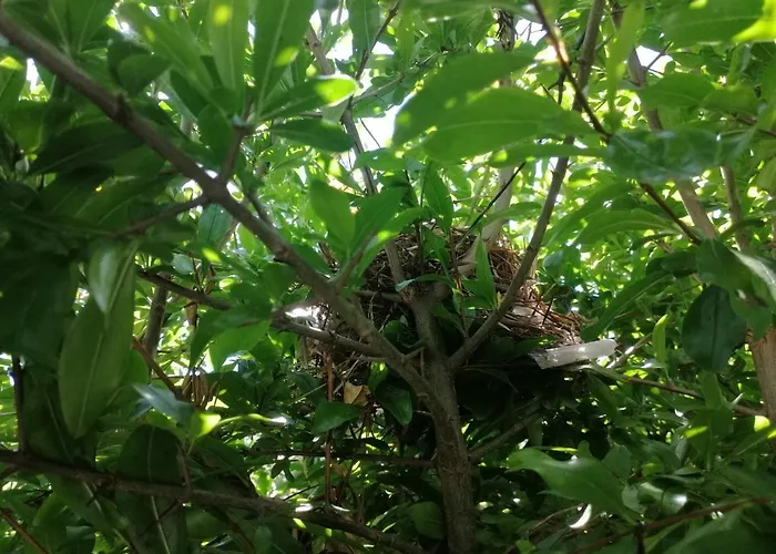 Guest house Royalheronhouse Viana do Castelo